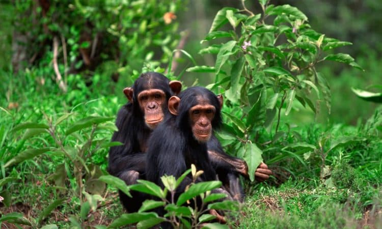Chimpanzee trekking Rwanda