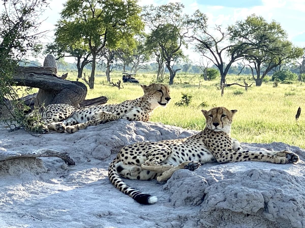 Ruaha Tanzania multi-day walk