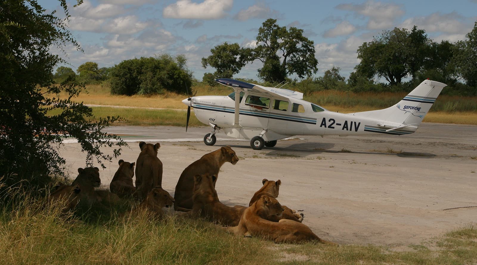 Flying Safaris