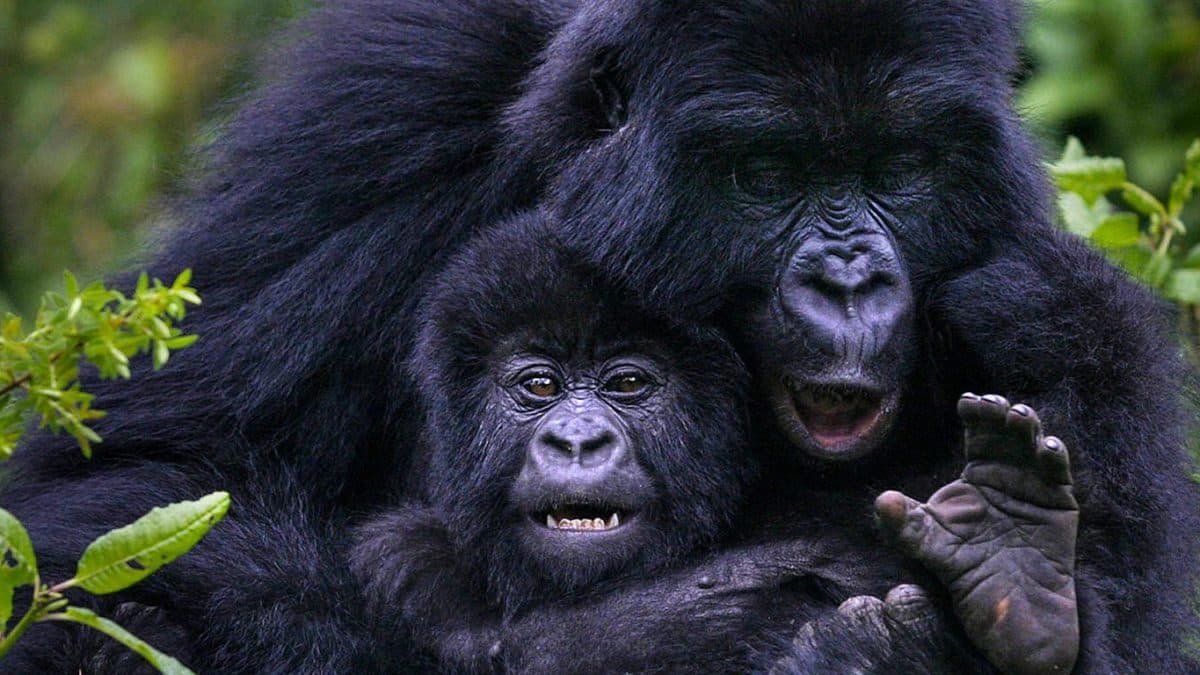 Gorilla trekking Uganda Rwanda history