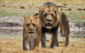 Flying Safaris