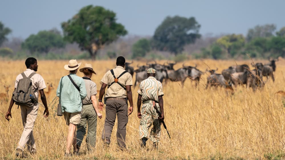 Walking safari Zambia bush