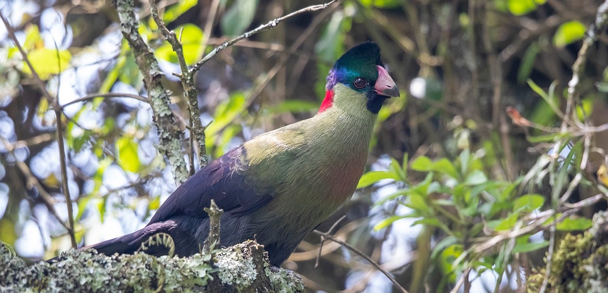 Rwenzori Turaco Uganda endemic bird