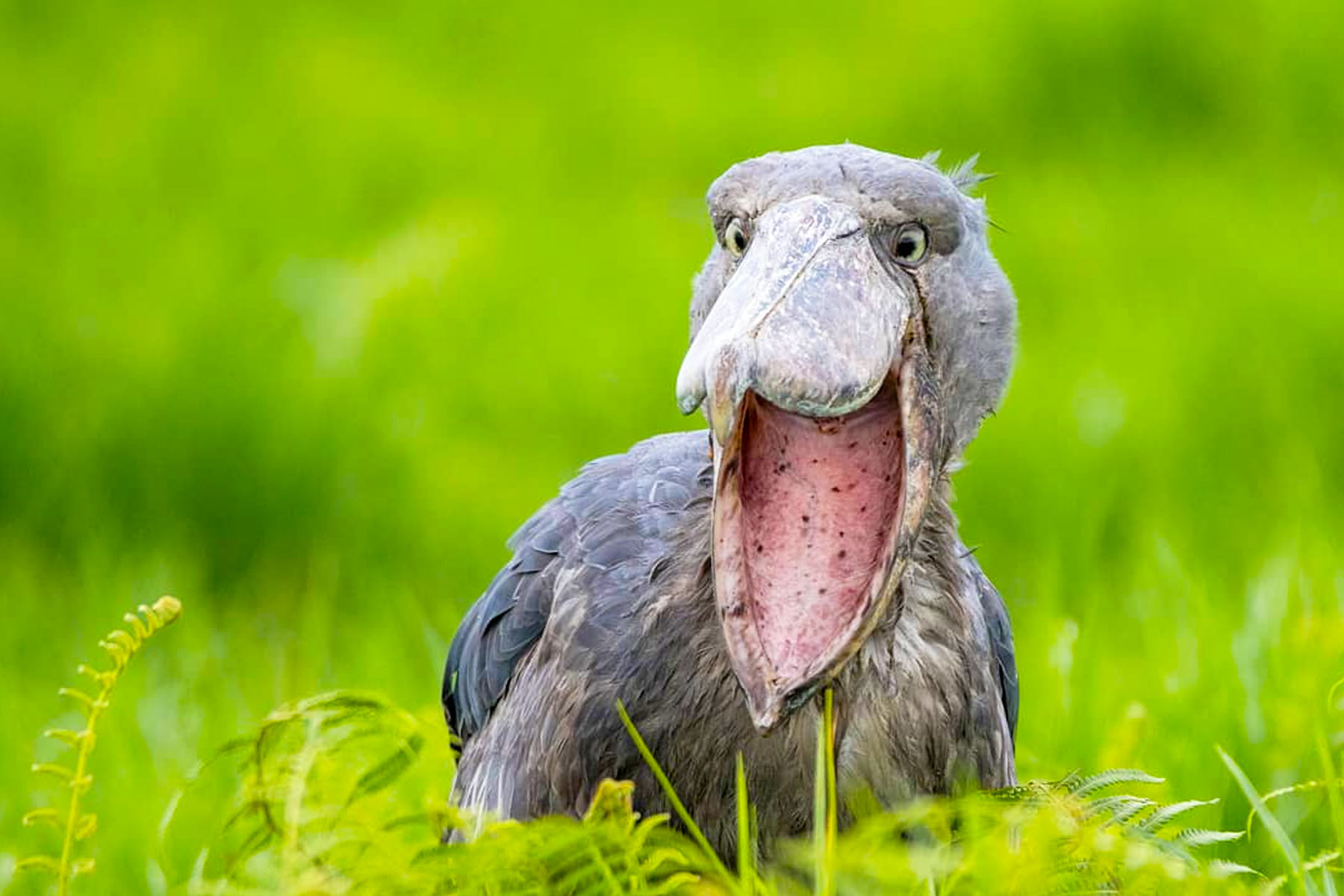 Shoebill stork Nile Delta Uganda