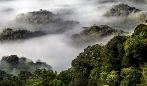 nyungwe-forest
