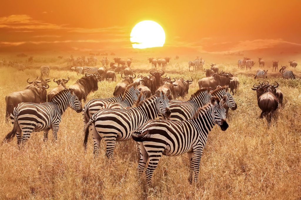 tanzania_serengeti_zebra_zonsondergang_ss_limbrx